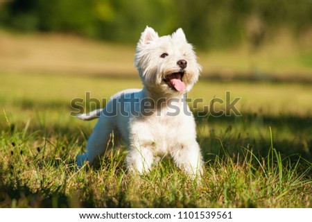 West highland white terrier in a summer meadow