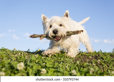 A West Highland White Terrier A Very Good Looking Dog