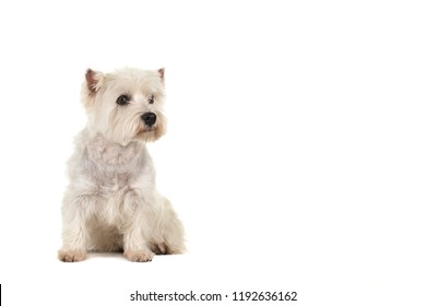 West highland white terrier or westie dog sitting looking to the right isolated on a white background