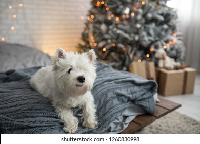 West Highland White Terrier Westie Dog On The Bed Near The Christmas Tree