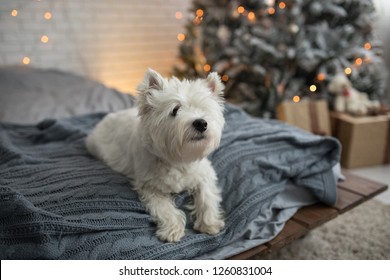 West Highland White Terrier Westie Dog On The Bed Near The Christmas Tree