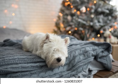 West Highland White Terrier Westie Dog On The Bed Near The Christmas Tree