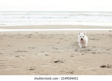 West highland white terrier westie dog  on a sand outdoors near the sea 