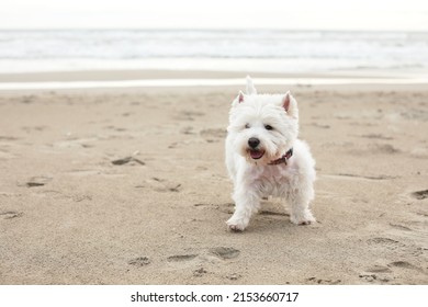 West highland white terrier westie dog  on a sand outdoors near the sea 