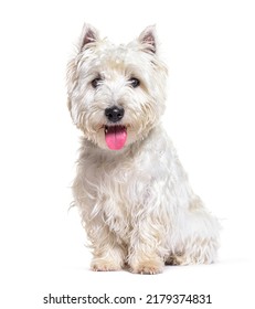 West Highland White Terrier Or Westie, Panting And Facing, Isolated On White