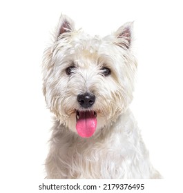 West Highland White Terrier Or Westie, Panting And Facing, Isolated On White