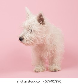 West Highland White Terrier or Westie or Westy