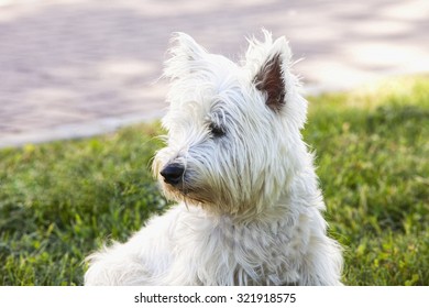 West Highlands Terrier, looking right, horizontal image