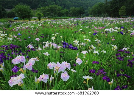 West hiraga iris garden