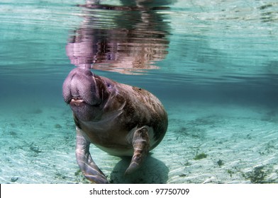 A West India Manatee In The Crystal River