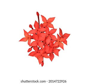 West Indian Jasmine, Ixora chinensis Lamk, Close up small red flower bouquet isolated on white background. Top view red blossom flower.