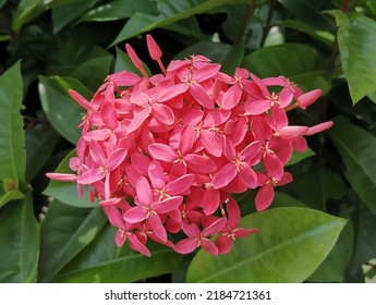 West Indian Jasmine On The Garden