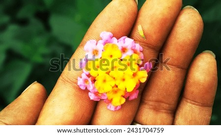 West Indian Lantana,Is the West Indian Lantana poisonous?
Its effects on humans haven't been studied, but one 1964 report on 17 children suggested it could be harmful for us, too.