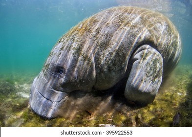 West Indian Manatee