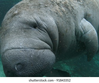 West Indian Manatee