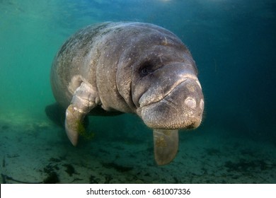 West Indian Manatee In Crystal River