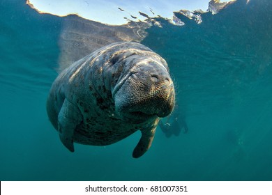 West Indian Manatee In Crystal River
