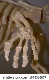 West Indian Manatee Flipper Bones. Trichechus Manatus. Homosassa Springs, FL. Sept. 2011