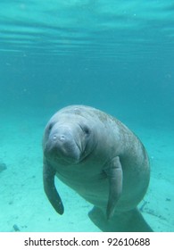 West Indian Manatee Swimming