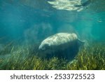 West indian manatee swimming underwater with grassy river bed