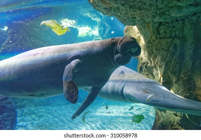 West Indian Manatee (Trichechus Manatus) Or 