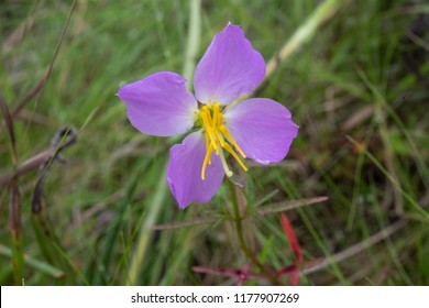 West Indian Meadowbeauty, Growing In A Moist Pine Savanna Is A Food Source For Pollinators