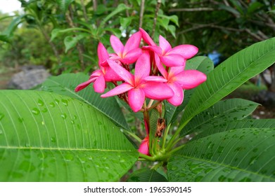 West Indian Red Jasmin In Chiang Mai, Thailand.