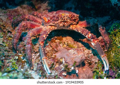 West Indian Spider Crab Channel Clinging Stock Photo 1919433905 ...