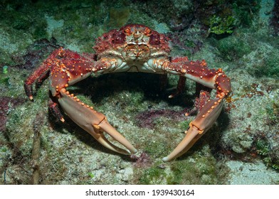 West Indian spider crab, channel clinging crab, reef spider crab or coral crab (Mithrax spinosissimus) Roatan, Honduras