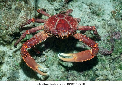 West Indian spider crab, channel clinging crab, reef spider crab or coral crab (Mithrax spinosissimus) Roatan, Honduras - Shutterstock ID 1939435918