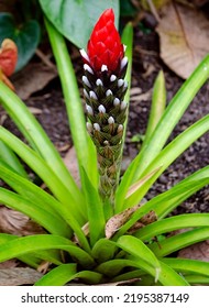 West Indian Tufted Airplant - Guzmania Monostachia