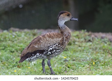 A West Indian Whistling Duck