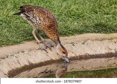 West Indian Whistling Duck (Dendrocygna Arborea)