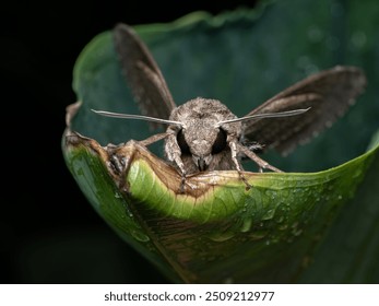 West Java - Bogor, 23 august, 2024: Pine Hawk moth resting on green leave after rain finish - Powered by Shutterstock - Get 15% off with code: PIKWIZARD15