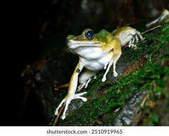 west java - Bogor, 30 august, 2024; Hose's frog on rock and green grass, Odorrana hosii, is a true frog species with a wide range in Southeast Asia.