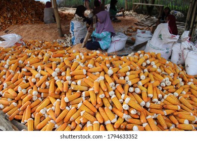 West Java, Indonesia - August 12 2020: Farmer Producing Dried Corn On Harvest Time