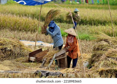 West Java, Indonesia - January 18, 2022 : Indonesian Farmers Are Harvesting Rice In The Fields, They Are Separating Rice From The Stalks, West Java - Indonesia