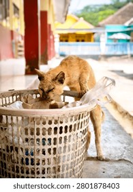 WEST JAVA, INDONESIA - JUNE 25, 2026: A skinny stray orange cat with skin disease looking for food inside an outdoor plastic trash bin.
