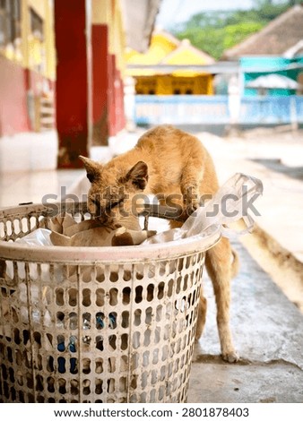WEST JAVA, INDONESIA - JUNE 25, 2026: A skinny stray orange cat with skin disease looking for food inside an outdoor plastic trash bin.
