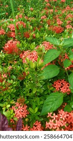 west java indonesia monday 17-02-2025
the expanse of flower gardens was splashed with rain 