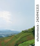 West Java - Indonesia. View of the onion plantation from the top of the mountain, community onion plantation area in Terasering Panyaweuyan, Majalengka.