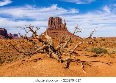 West Mitten And Dead Tree