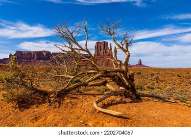 West Mitten And Dead Tree