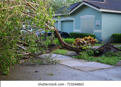 WEST PALM BEACH, FL - September 11, 2017:Aftermath of Hurricane Irma in a small neighborhood in south Florida. Showing no damaged property, but the effects of many downed branches and trees.