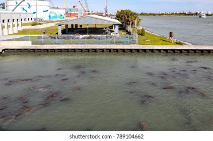 WEST PALM BEACH, FLORIDA/USA - JANUARY 6, 2018:  Manatees In A Large Group Enjoy The Warm Water Coming From Florida Power & Light's Power Plant, Next To Their Manatee Center, Open To The Public.