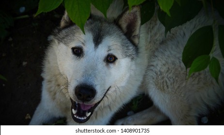 West Siberian Laika. Husky Dog.