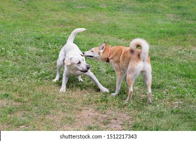 West Siberian Laika And Labrador Retriever Are Playing In The Autumn Park. Pet Animals.