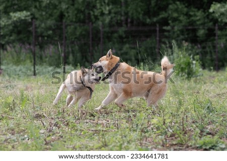 Similar – Foto Bild blonder Labrador mit Frau auf einer Lichtung