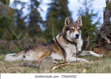 elk hunting dog