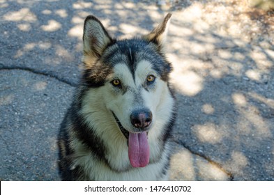 West Siberian Laika.Husky Dog Closeup.